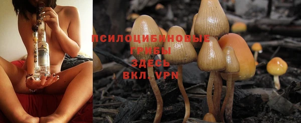 прущие грибы Осташков